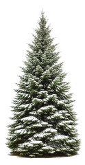 Fototapeta premium Christmas tree on a transparent background.