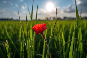 Fototapeta premium The Charm of a Crimson Blossom Amidst a Grain Field