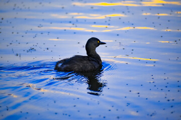 Black duck swimming in a lagoon at sunset