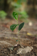 A delicate young green seedling sprouts from the rich soil in a close up macro shot