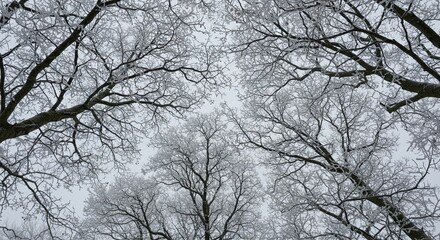 Obraz premium Frosty Tree Branches Silhouetted Against Gray Sky in Winter