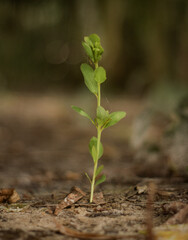 A single green sprout emerges from the earth showcasing new life and growth in nature