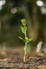 A single green seedling sprouts from a rough textured surface with a soft green bokeh background