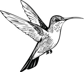 Obraz premium Hand-Drawn Hummingbird in Flight Illustration