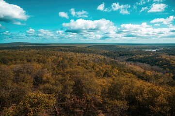 Obraz premium The vast woodlands