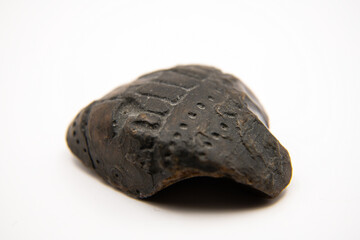 Echinoderm Fossil Preserved in Flint Stone Macro Close-Up