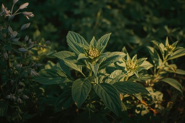 Close-up of Solenostemon monostachyus foliage and flower bud in a garden setting during spring and summer