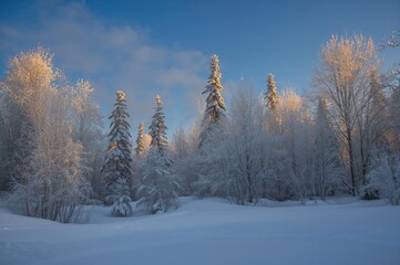 Sunlit forest in a snowy paradise