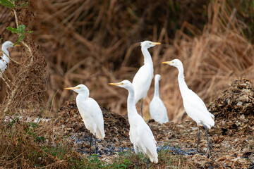 Group of White Egrets Standing on Natural Habitat in the Wild