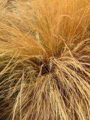 Fondo con tallos de Chionochloa Rubra en jardín de parque urbano