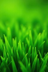 Vibrant Green Blades of Grass in a Lush Meadow, Close-Up View of Nature's Beauty