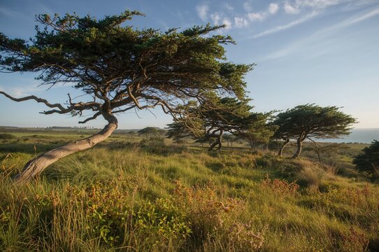 Trees Bent by Wind in a Heathland Setting, Springtime Landscape with Greenery and Sea