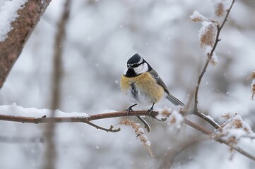 Naklejka premium Nature snapshot featuring a great tit in its natural environment during winter.