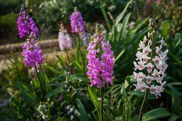 Obraz premium Exotic orchids thriving in a natural setting