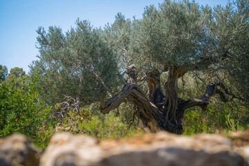 Fototapeta premium Ancient olive tree standing amidst a grove with a soft-focus stone wall in the foreground.
