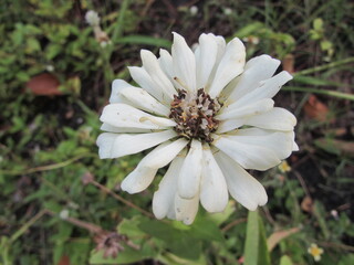 Obraz premium white zinnia elegans flower