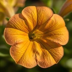 A Luminous Close-Up Macro View: Radiant Golden Petunia Embodied with Intricate Textures and Graceful Curves Under the Tender Caress of Soft Sunlight