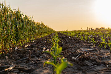 Campo sembrado con ma&iacute;z en el sudeste cordob&eacute;s