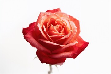 Fototapeta premium Vintage pink rose set against a plain white backdrop, symbolizing nature and affection