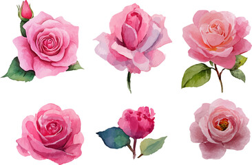 pink roses isolated on white