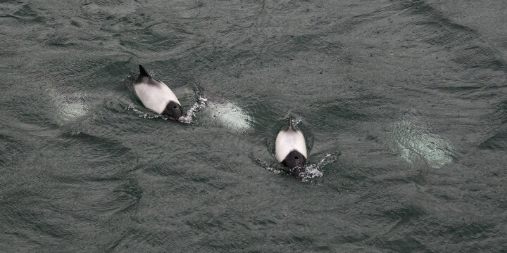 A pod of Commerson's dolphins (Cephalorhynchus commersonii) on the surface of the ocean off of Saunders Island, Falkland Islands.