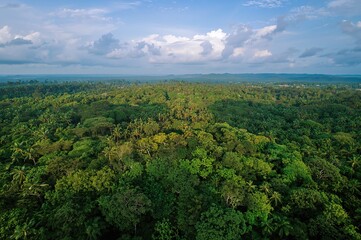 Obraz premium Aerial Perspective of Lowland Tropical Mixed Deciduous Forests with Tree Texture and Background