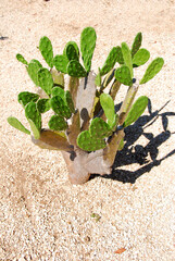 cactus de Madagascar