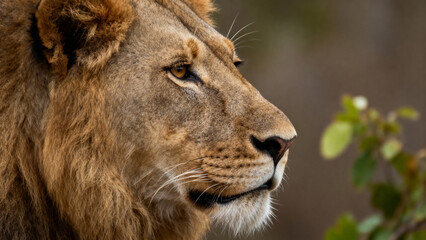 Fototapeta premium Lion head profile in natural setting