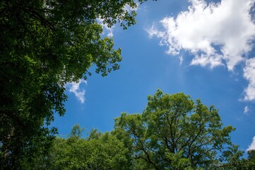 Obraz premium Canopy silhouettes set against a clear blue backdrop, ideal for use in articles or as backgrounds