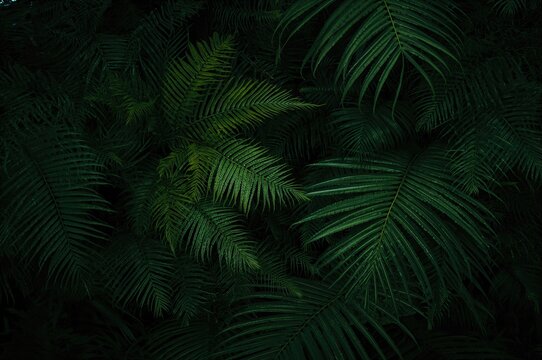 Dense fern and palm leaf pattern with dark green backdrop