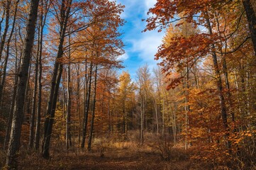 Obraz premium Autumn trees flourishing in a forest during October