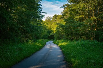 Obraz premium Peaceful Trail Through Lush Forest with Sunlight Streaming Between Branches