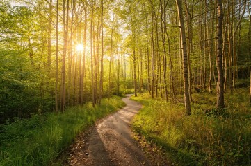 Obraz premium Summer forest trail with golden trees and grassy landscape