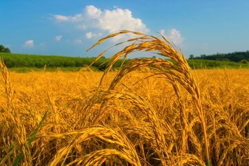 Golden rice seeds close-up in a lush field ready for harvest
