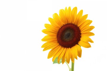Obraz premium Mature sunflower featuring bright yellow petals and a dark center