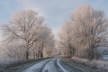 Pathway winding through frosted oak and birch woodland in late fall