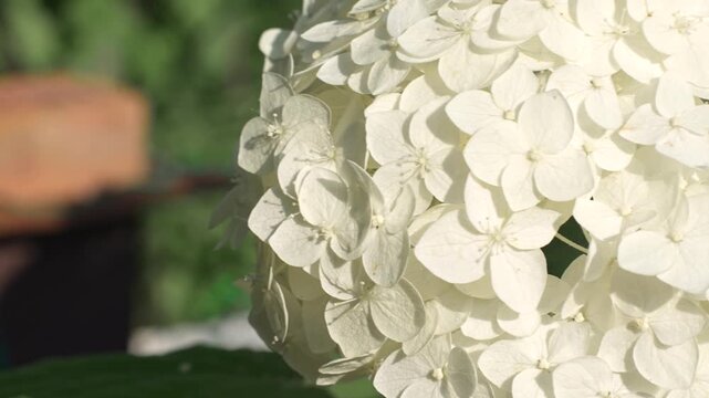 White hydrangea close-up in summer