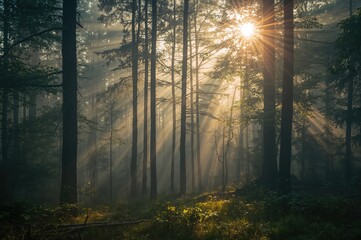 Fototapeta premium Sunlight streaming through misty woodland in a classic retro style