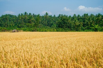 Natural rice fields and harvest