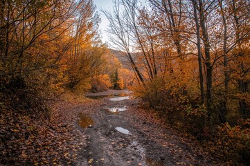 Obraz premium Trail Through the Fall Woods with Puddles and Rough Terrain