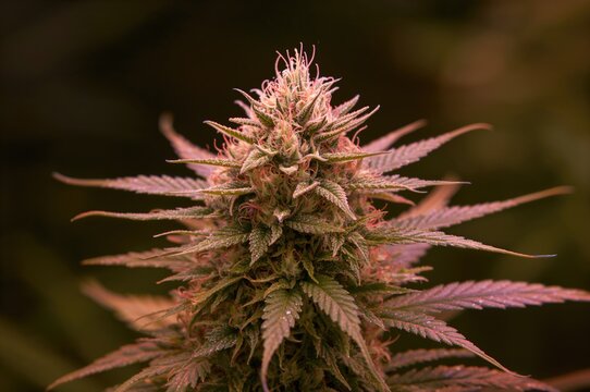 Close-up of mature Indica autoflowering cannabis buds cultivated indoors under grow lights, macro wallpaper background.