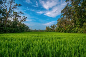 Fototapeta premium Lush Paddy with Green Jasmine Crops