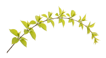 A fresh green branch with young leaves isolated on white background cutout transparent png