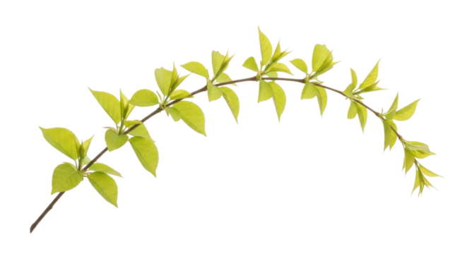 A fresh green branch with young leaves isolated on white background cutout transparent png