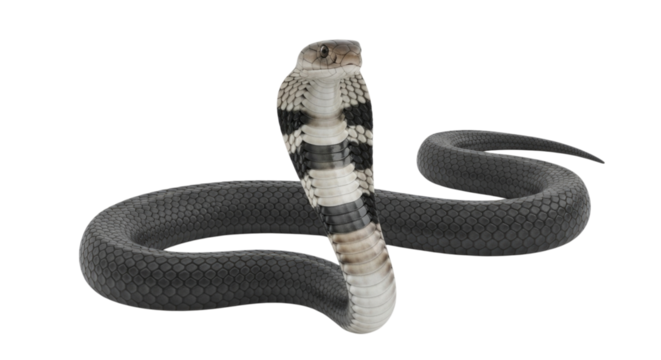 A king cobra snake in a striking pose isolated on white background cutout transparent png