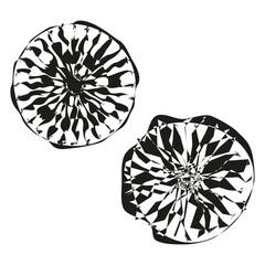 Abstract floral elements. Two black white shapes. Unique flower illustration. Vector natural motif.