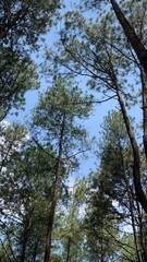 Fototapeta premium trees and sky