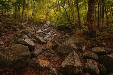 Stones Among Lush Trees