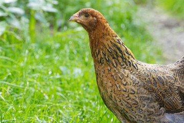 Magnificent pheasant hen in the grass, brown chicken surrounded by the green grass of the meadow, close-up of female hunting pheasant on the wet meadow, Phasianus colchicus