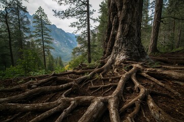 Fototapeta premium Tree roots stopping soil erosion on slopes